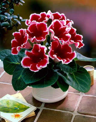 Gloksynia czerwona z białym obrzeżeniem - Kaiser Fridrich - GIGA paczka! - 50 szt.