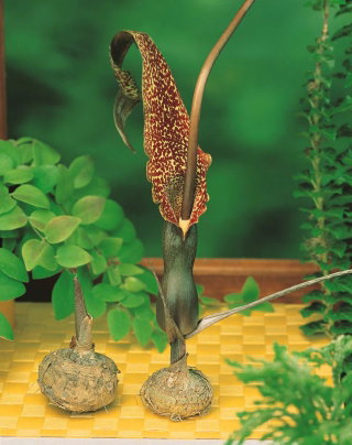 Arum Cornutum - Lilia Voodoo - oryginał w rozmiarze XL - GIGA paczka! - 50 cebul