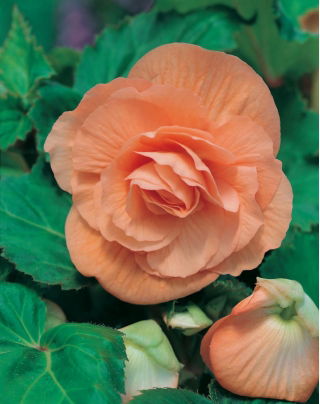 Begonia pełna - łososiowa - GIGA paczka! - 100 szt.