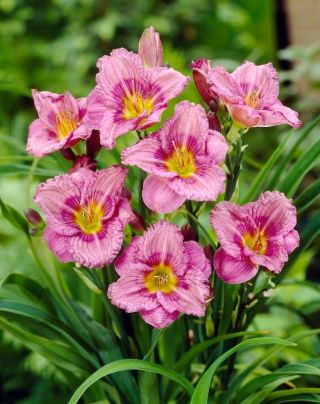 Liliowiec Siloam New Toy - GIGA paczka! - 50 szt.