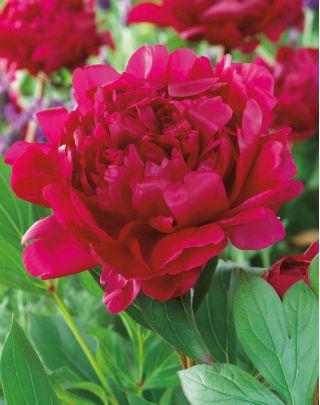 Piwonia, Paeonia - Felix Crouse - 1 kłącze
