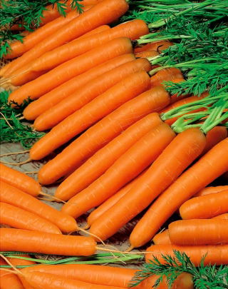 Marchew Drako, typ karotka - średniowczesna, intensywnie pomarańczowa z dużą zawartością karotenu - 4250 nasion