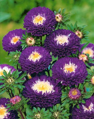 Aster Belstead Supreme - 250 nasion