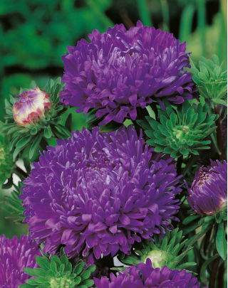 Aster chiński peoniowy fioletowy - 500 nasion