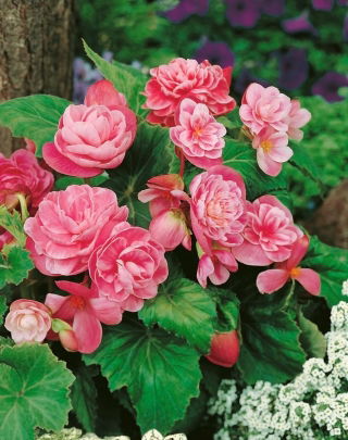 Begonia Camellia - różowo-biała - 2 bulwy