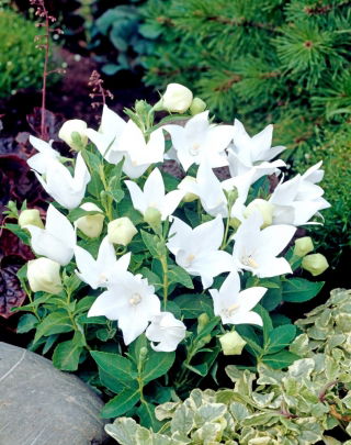 Platykodon, Rozwar wielkokwiatowy - White