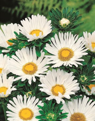 Aster chiński karłowy Pepite - biały - 500 nasion