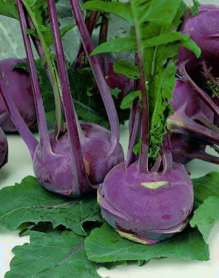 BIO Kalarepa Delikatess blauer - Certyfikowane nasiona ekologiczne