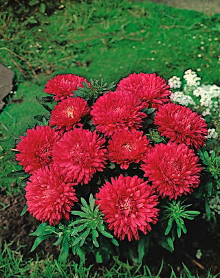 Aster karłowy Rita - czerwony