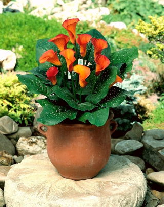 Calla Mango