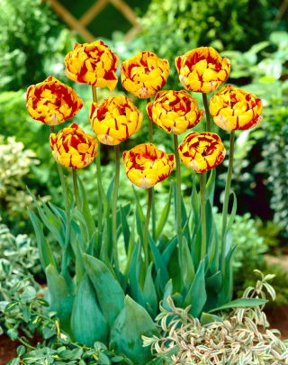 Tulipan Golden Nizza - duża paczka! - 50 szt.