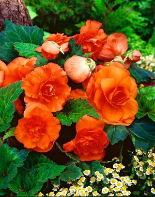 Begonia pełna - pomarańczowa - duża paczka! - 20 szt.