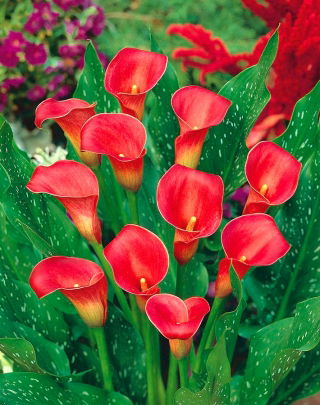 Calla czerwona - Red - GIGA paczka! - 50 szt.