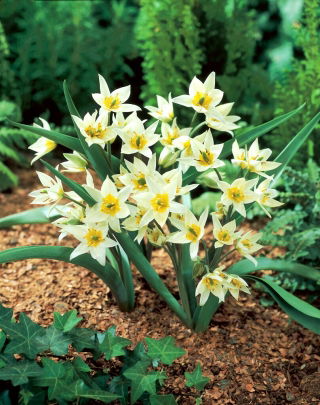 Tulipan Turkestanica - opak. 5 szt.