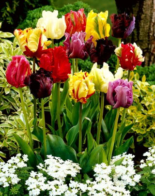 Tulipan papuzi mix - Parrot mix - GIGA paczka! - 250 szt.