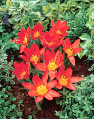 Tulipan Scarlet Baby - 5 szt.