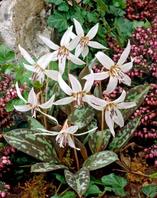 Psiząb Snow Flake - GIGA paczka! - 50 szt.