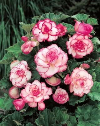 Begonia - Rosebud - różowa - 2 szt.