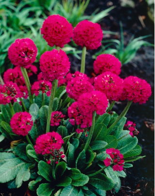 Pierwiosnek ząbkowany - czerwony - sadzonka - duża paczka! - 10 szt.