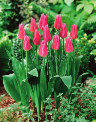 Tulipan Lilyrosa - 5 cebulek