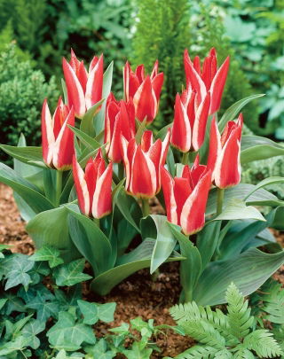 Tulipan Pinocchio - GIGA paczka! - 250 cebulek