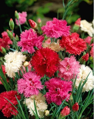 Goździk pierzasty pełny - mieszanka