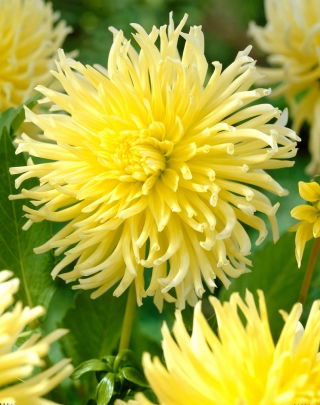 Dalia - Yellow Star - GIGA paczka! - 50 szt.