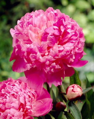 Piwonia, Paeonia - Louis van Houtte - sadzonka - GIGA paczka! - 50 szt.