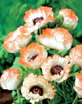 Mak wschodni - Picotee - GIGA paczka! - 50 szt.