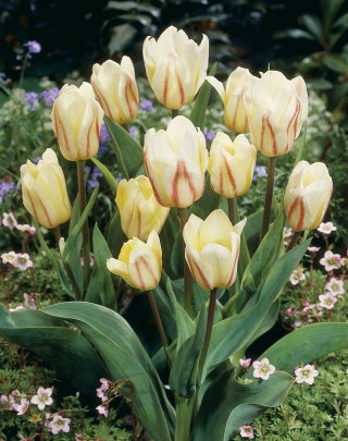 Tulipan White Fire - 5 cebulek
