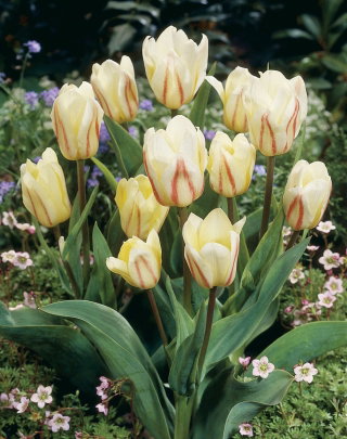 Tulipan White Fire - duża paczka! - 50 cebulek