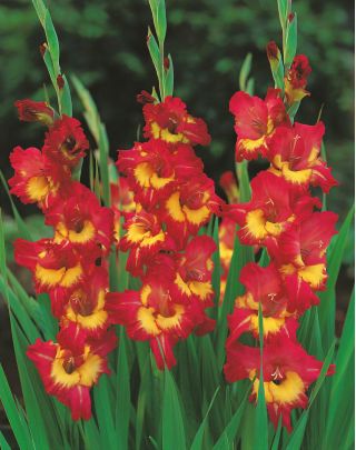 Gladiolus - Mieczyk Far West - 5 cebulek
