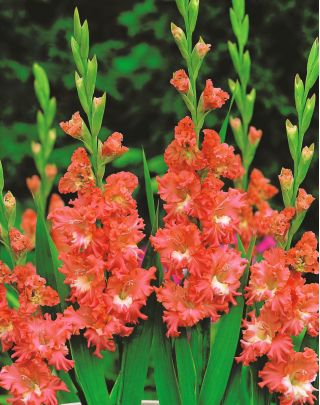 Gladiolus - Mieczyk Frizzled Coral Lace - 5 cebulek