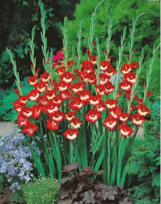 Gladiolus - Mieczyk Mademoiselle de Paris - 5 cebulek