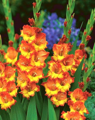 Gladiolus - Mieczyk Sunshine - 5 cebulek