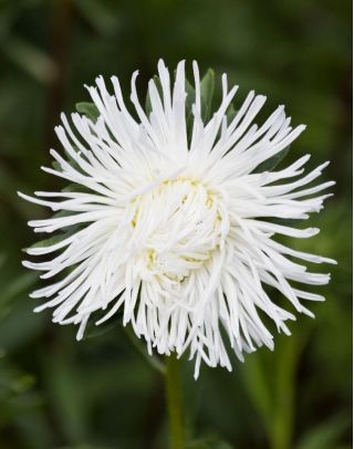 Aster chiński igiełkowy Angora - biały