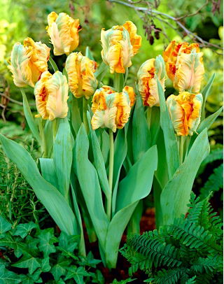 Tulipan Parrot King - opak. 5 szt.