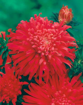Aster chryzantemowy Płomień - czerwony - 125 nasion