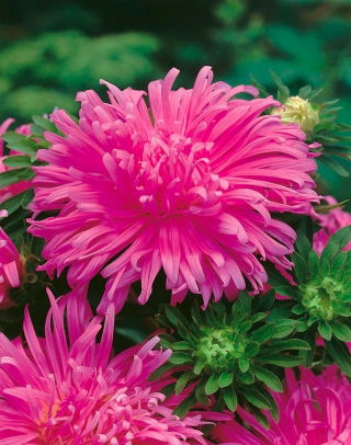 Aster chryzantemowy Pola - różowy