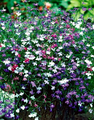 Lobelia Cascade - mieszanka