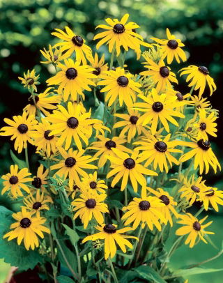 Rudbekia - Goldsturm - duża paczka! - 10 szt.