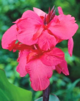 Kanna - Shining Pink - GIGA paczka! - 50 szt.