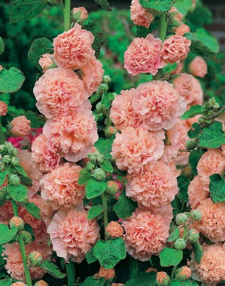 Malwa - Peaches and Dreams - GIGA paczka! - 50 szt.