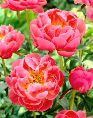Piwonia, Paeonia - Coral Charm - sadzonka - duża paczka! - 10 szt.
