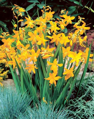 Krokosmia Suzanna - cebulki XXL - duża paczka! - 50 szt.