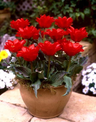 Tulipan Double Red Riding Hood - duża paczka! - 50 cebulek