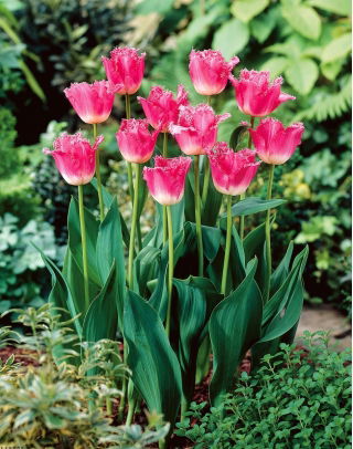 Tulipan Joy of Spring - duża paczka! - 50 cebulek