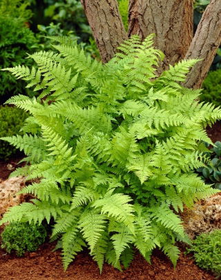 Paproć ogrodowa - Athyrium filix-femina - Wietlica samicza - GIGA paczka! - 50 szt.
