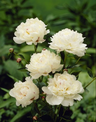 Piwonia, Paeonia - Festiva Maxima - sadzonka - GIGA paczka! - 50 szt.