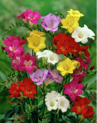 Freesia - Frezja pojedyncza mix kolorów - 10 cebulek